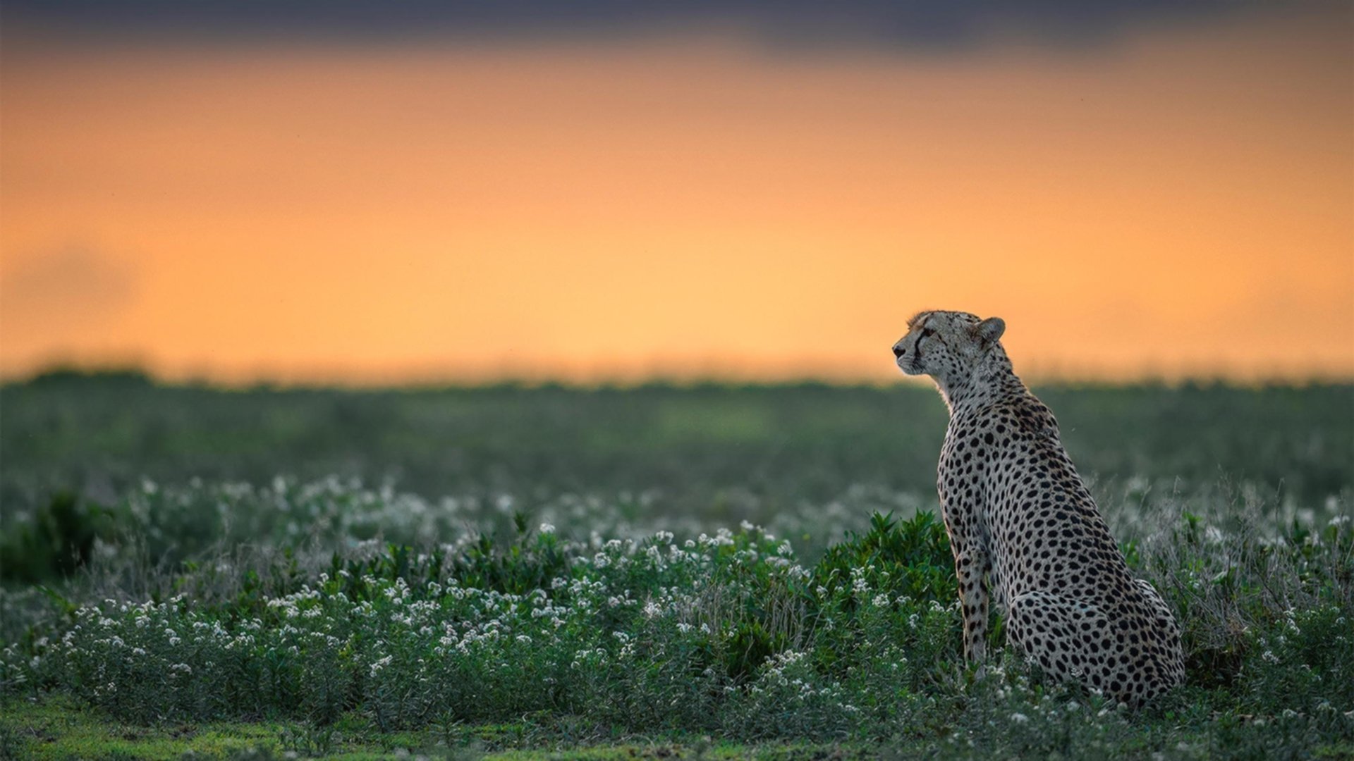赛道魔术师，当英格拉姆在巴林直道接管比赛