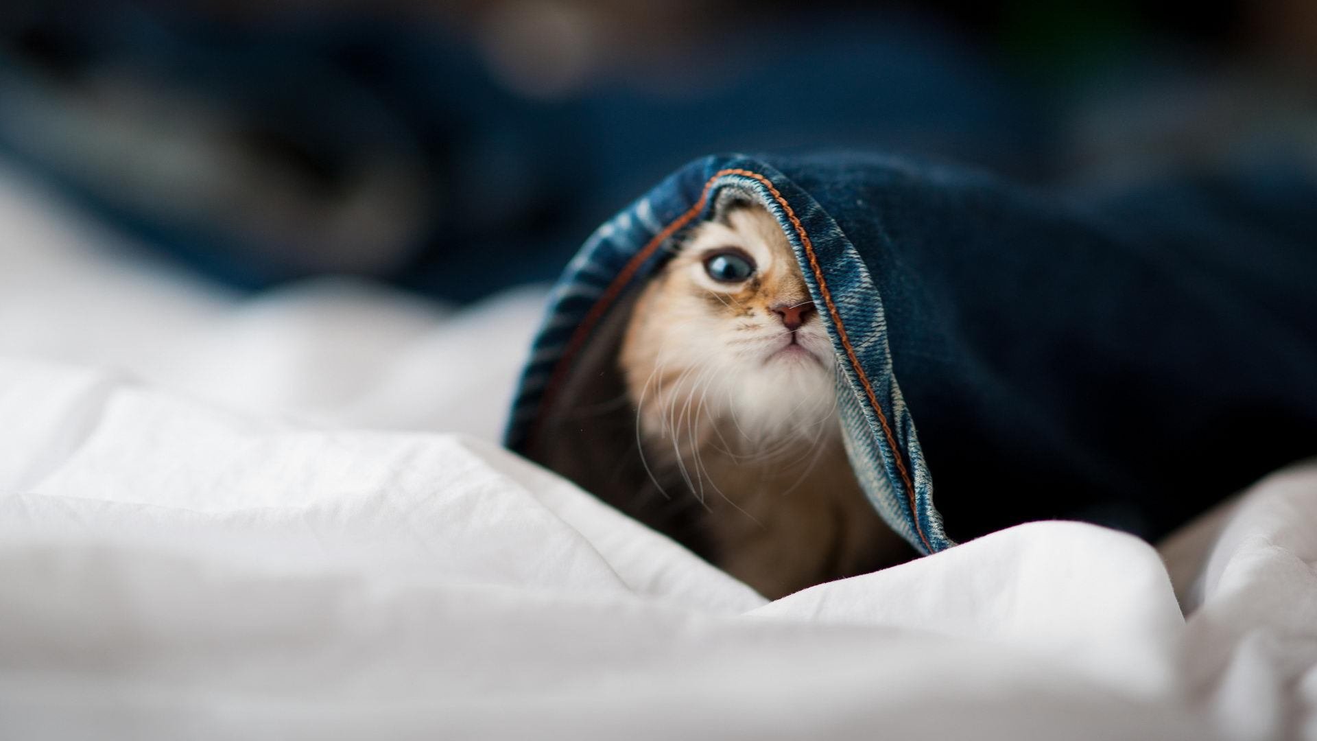 现代足球的双面叙事,数据统治与钢铁意志的终极对话