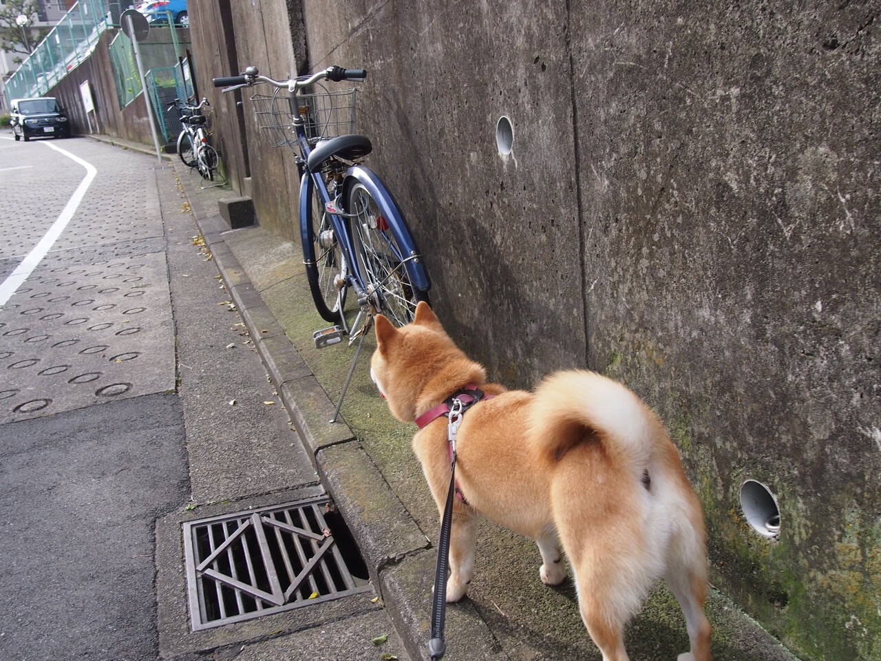 破茧之夜，拉梅洛的年度焦点之战与灵魂救赎
