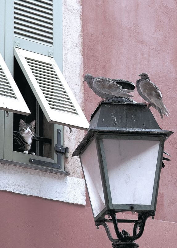 无名小卒到关键先生,阿劳霍一记头槌,砸碎了喀麦隆28年的叹息之墙