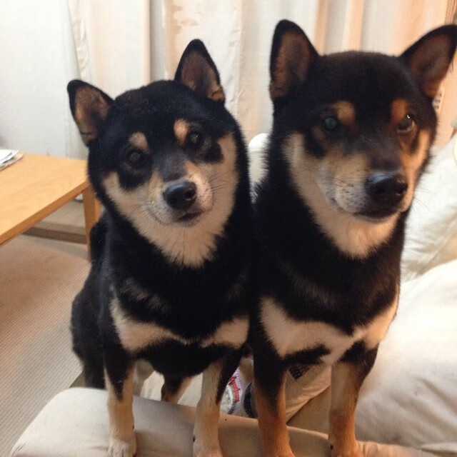 开云体育2026-约基奇如喜马拉雅般矗立，北京队的胜利是一座沉默的山峰