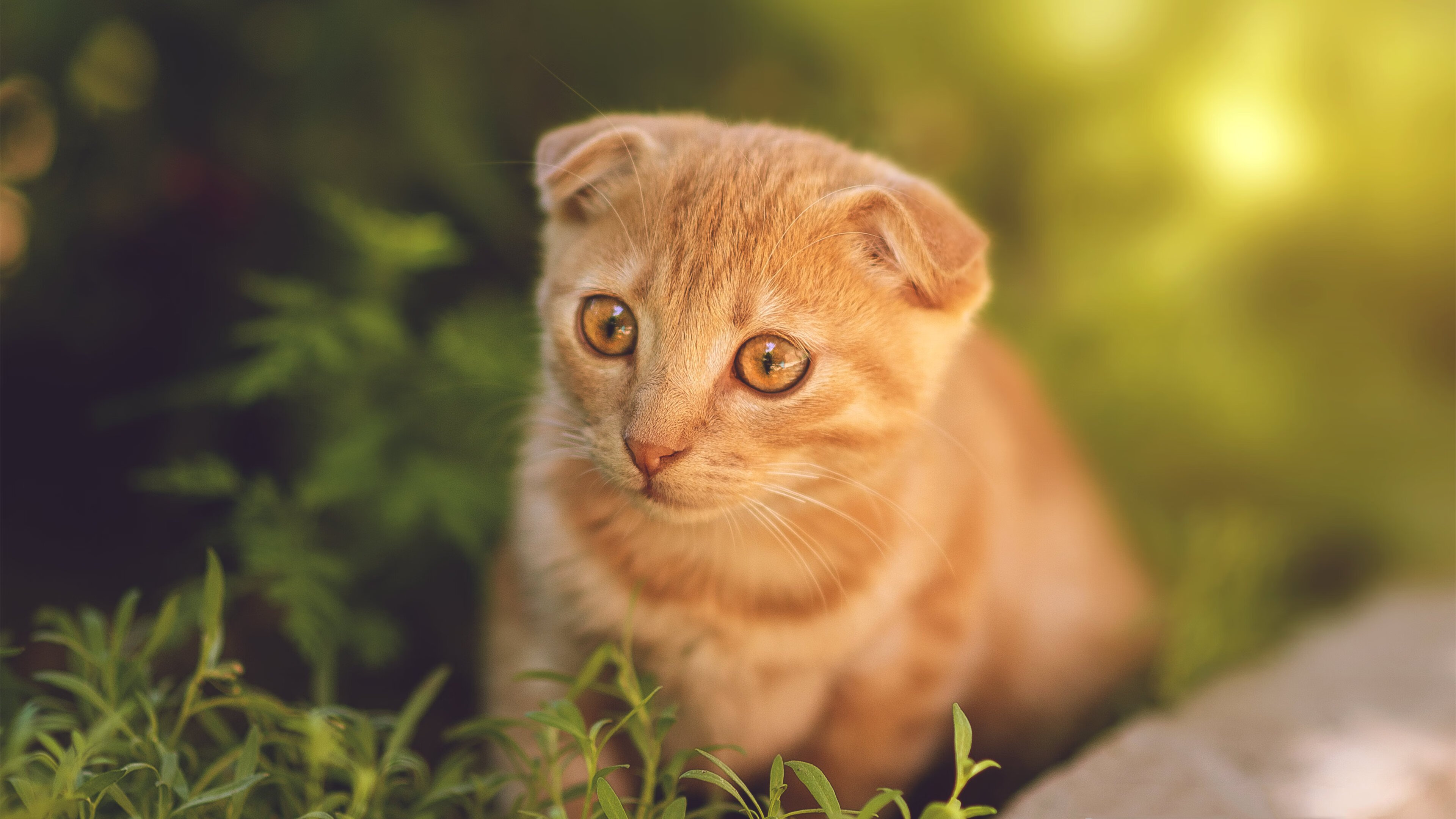 天使刺穿寒夜,迪马利亚关键回合不手软,乃意甲本色之锚