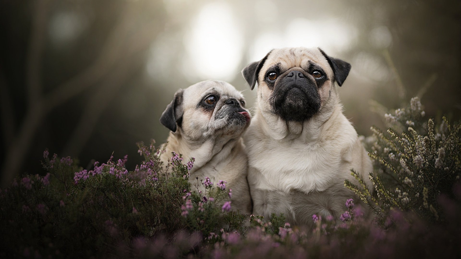 铁幕降临!火箭窒息防守绞杀尼克斯,贝恩一手导演16分翻盘