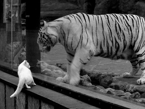 冠军基因的奇妙联结,班凯罗的封神之夜与广厦的战术密码