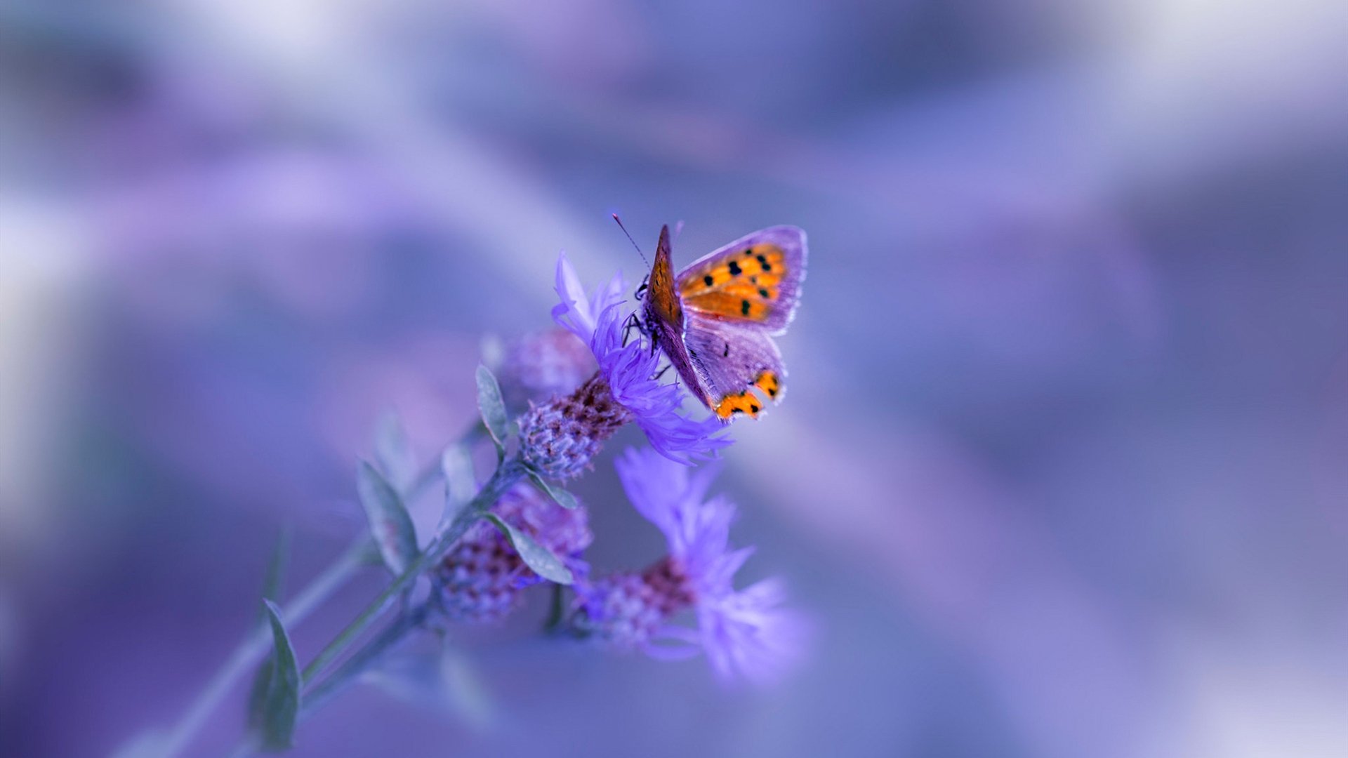 硬仗的艺术，从NBA的钢铁对决到欧冠的孤胆英雄—当范弗利特与公牛写下同一部胜利法典